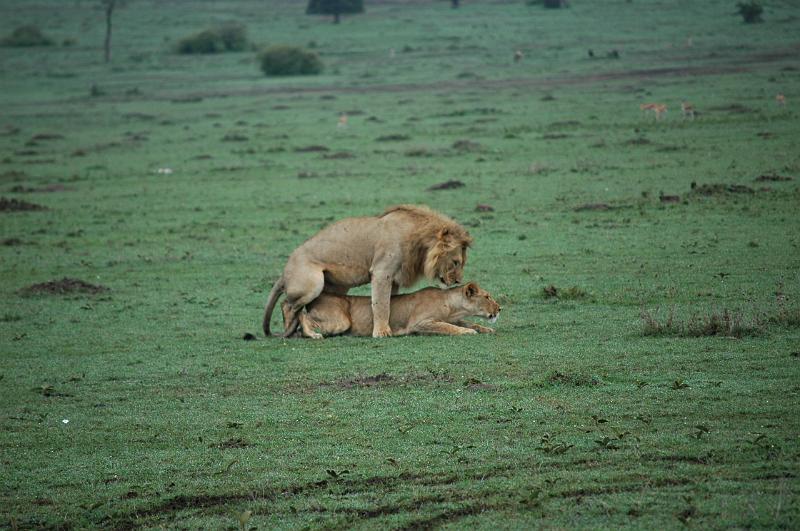 Lions mating.JPG